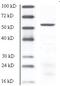 Mucin Like 3 antibody, NBP1-60094, Novus Biologicals, Western Blot image 