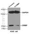 Cold Inducible RNA Binding Protein antibody, 10209-2-AP, Proteintech Group, Western Blot image 