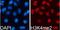 DISC1 Scaffold Protein antibody, orb136857, Biorbyt, Immunofluorescence image 