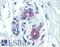 Prolactin Receptor antibody, LS-B2835, Lifespan Biosciences, Immunohistochemistry frozen image 