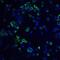 Regulator Of G Protein Signaling 21 antibody, NBP2-81987, Novus Biologicals, Immunocytochemistry image 