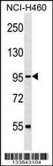 Cullin 2 antibody, 58-791, ProSci, Western Blot image 