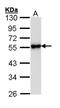 KISS1 Receptor antibody, NBP2-16723, Novus Biologicals, Western Blot image 