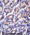 Outer Dense Fiber Of Sperm Tails 2 Like antibody, abx027149, Abbexa, Immunohistochemistry paraffin image 