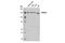 Phosphoinositide-3-Kinase Regulatory Subunit 4 antibody, 14580S, Cell Signaling Technology, Western Blot image 