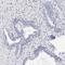 Cilia And Flagella Associated Protein 57 antibody, HPA028623, Atlas Antibodies, Immunohistochemistry paraffin image 