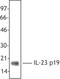 Interleukin 23 Subunit Alpha antibody, LS-B3708, Lifespan Biosciences, Western Blot image 