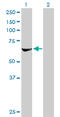 Ribosomal Protein S6 Kinase B2 antibody, LS-B12852, Lifespan Biosciences, Western Blot image 