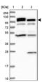 2'-5'-Oligoadenylate Synthetase 3 antibody, PA5-59494, Invitrogen Antibodies, Western Blot image 
