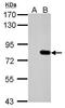 SLU7 Homolog, Splicing Factor antibody, GTX106861, GeneTex, Western Blot image 