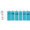 Signal Transducer And Activator Of Transcription 2 antibody, LS-C387822, Lifespan Biosciences, Western Blot image 