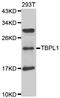 TATA-Box Binding Protein Like 1 antibody, orb248069, Biorbyt, Western Blot image 