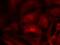 Rac Family Small GTPase 1 antibody, 79-580, ProSci, Immunofluorescence image 