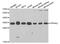 Tyrosine 3-Monooxygenase/Tryptophan 5-Monooxygenase Activation Protein Theta antibody, MBS127328, MyBioSource, Western Blot image 