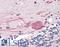 Toll Like Receptor 3 antibody, LS-B3204, Lifespan Biosciences, Immunohistochemistry paraffin image 