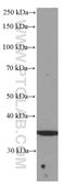 Sirtuin 4 antibody, 66543-1-Ig, Proteintech Group, Western Blot image 