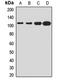 FAST Kinase Domains 1 antibody, orb412597, Biorbyt, Western Blot image 