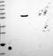 PC-Esterase Domain Containing 1A antibody, NBP2-13976, Novus Biologicals, Western Blot image 