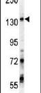 G Protein-Coupled Receptor Associated Sorting Protein 1 antibody, PA5-25727, Invitrogen Antibodies, Western Blot image 