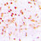 Cell Division Cycle Associated 2 antibody, LS-C354591, Lifespan Biosciences, Immunohistochemistry frozen image 