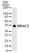 Histone deacetylase 3 antibody, TA336265, Origene, Western Blot image 