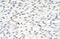 DIS3L2 antibody, ARP41145_T100, Aviva Systems Biology, Immunohistochemistry frozen image 