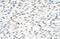 DIS3 Like 3'-5' Exoribonuclease 2 antibody, ARP41145_T100, Aviva Systems Biology, Immunohistochemistry frozen image 