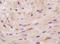 Creatine Kinase, M-Type antibody, orb100001, Biorbyt, Immunohistochemistry paraffin image 