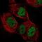 Tripartite Motif Containing 24 antibody, NBP1-92506, Novus Biologicals, Immunofluorescence image 