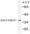 Kruppel Like Factor 1 antibody, AP20438PU-N, Origene, Western Blot image 