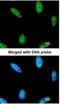 Inositol Polyphosphate Multikinase antibody, NBP1-32250, Novus Biologicals, Immunocytochemistry image 