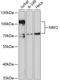 Nuclear Factor, Erythroid 2 Like 2 antibody, 14-423, ProSci, Western Blot image 