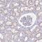 Immunoglobulin superfamily member 5 antibody, NBP2-34155, Novus Biologicals, Immunohistochemistry frozen image 