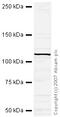 NEDD4 E3 Ubiquitin Protein Ligase antibody, ab27979, Abcam, Western Blot image 
