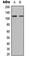 TSH1 antibody, abx121800, Abbexa, Western Blot image 