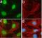 TSC Complex Subunit 2 antibody, 710395, Invitrogen Antibodies, Immunofluorescence image 