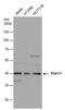 PSA antibody, PA5-22124, Invitrogen Antibodies, Western Blot image 