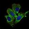 Kelch Like ECH Associated Protein 1 antibody, GTX60660, GeneTex, Immunofluorescence image 