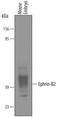 Ephrin B2 antibody, AF496, R&D Systems, Western Blot image 