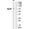 Galactosidase Beta 1 antibody, PA5-49989, Invitrogen Antibodies, Western Blot image 