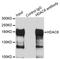 Histone Deacetylase 6 antibody, LS-C746922, Lifespan Biosciences, Immunoprecipitation image 