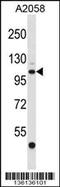 ER Degradation Enhancing Alpha-Mannosidase Like Protein 3 antibody, 58-568, ProSci, Western Blot image 