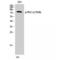 Protein Kinase C Alpha antibody, LS-C381304, Lifespan Biosciences, Western Blot image 