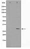 Mitochondrial Ribosome Recycling Factor antibody, TA347781, Origene, Western Blot image 