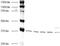 Actin Alpha 2, Smooth Muscle antibody, ab7817, Abcam, Western Blot image 