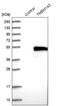 Transmembrane Protein 143 antibody, NBP1-83809, Novus Biologicals, Western Blot image 