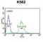 Rho GTPase Activating Protein 17 antibody, abx025893, Abbexa, Western Blot image 