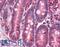 Nuclear Receptor Subfamily 1 Group H Member 3 antibody, LS-B4626, Lifespan Biosciences, Immunohistochemistry frozen image 