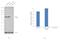 Arginyl-tRNA synthetase, cytoplasmic antibody, PA5-30145, Invitrogen Antibodies, Western Blot image 