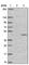 Phosphotriesterase Related antibody, HPA038045, Atlas Antibodies, Western Blot image 